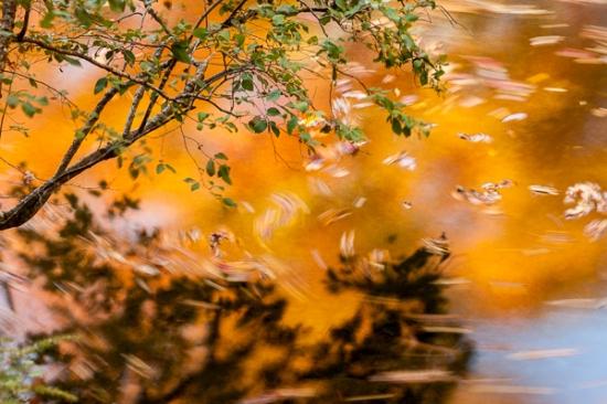 Abstract;Abstraction;Autumn;Branches;Brown;Calm;Couchville Cedar Glade State Natural Area;Fall;Fallen;Fallen Leaves;Gold;Great Smoky Mountains National Park;Healing;Health care;Healthcare;Leaf;Line;Mirror;Nature;Pastoral;Ripple;River;Seasons;Shape;Stream;Tan;Tennessee;Tree;United States;Wabi Sabi;Water;Waterscape;Yellow;flowing;foliage;green;leaves;oneness;orange;pattern;peaceful;plants;reflection;reflections;restful;serene;soothing;tranquil;tree limbs;trees;zen